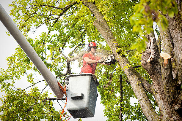 How Our Tree Care Process Works  in  Rusk, TX